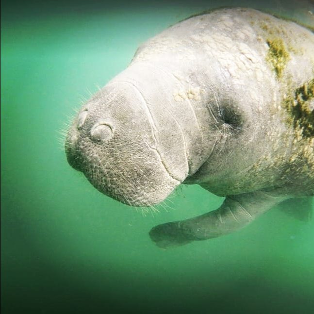 Manatee