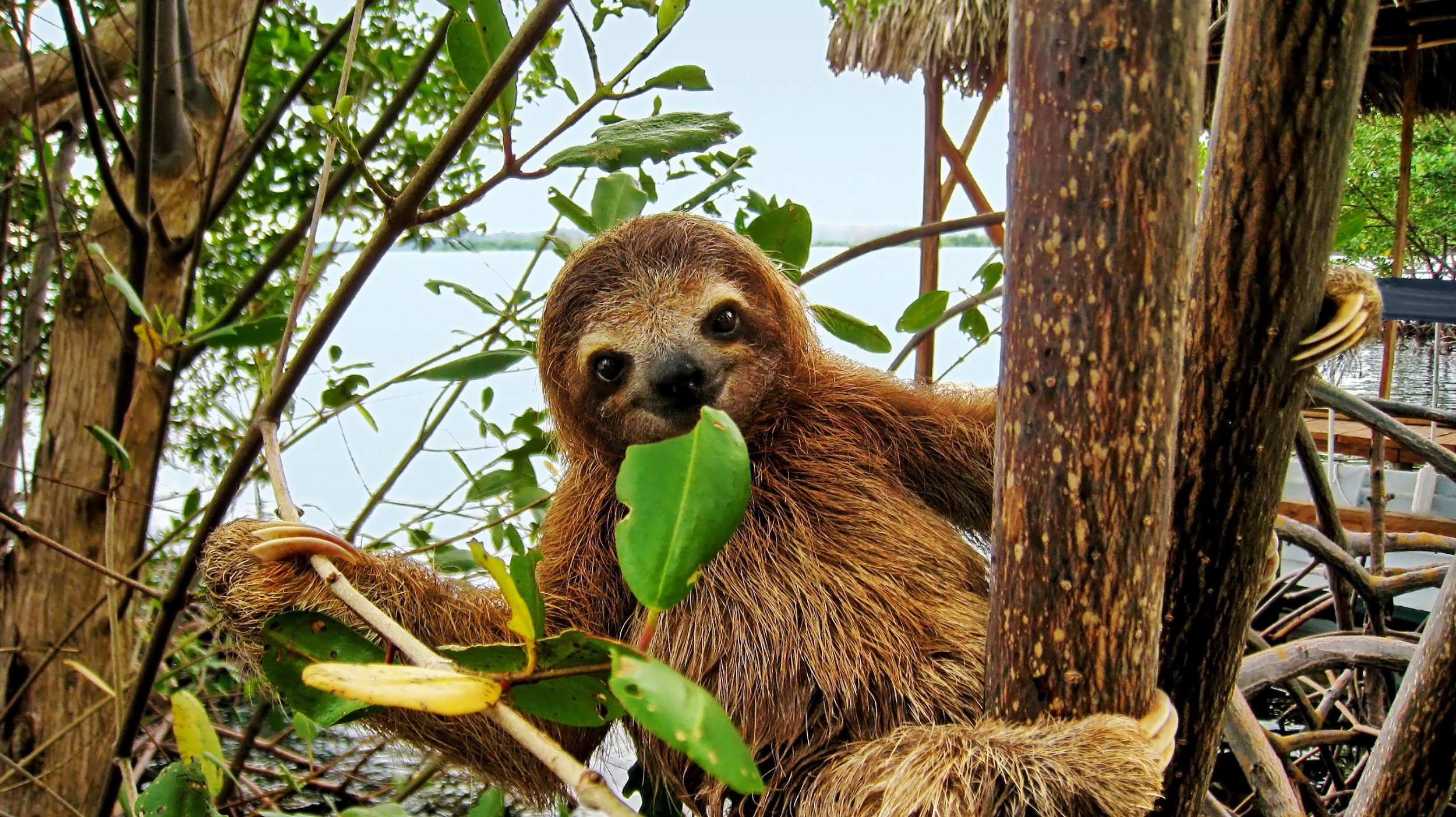 sloth in tree