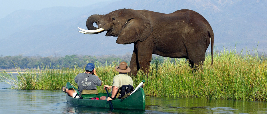 African elephant near river bank