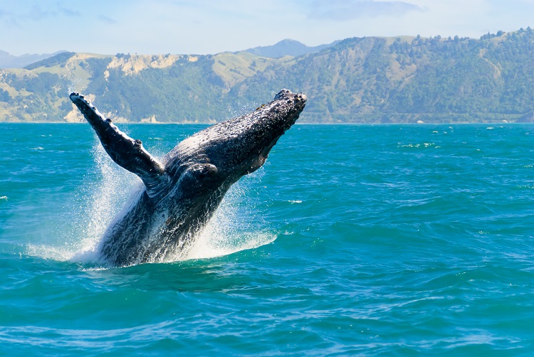 whale breaching