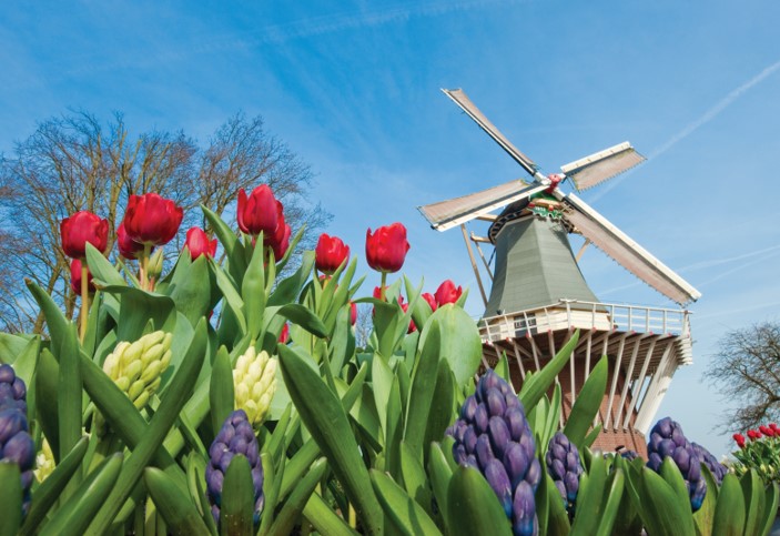 Tulips and Windmilll of Keukenhof Gardens