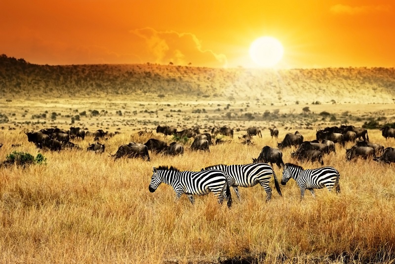 Zebras in Kenya