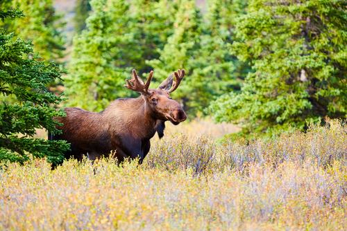 moose in field